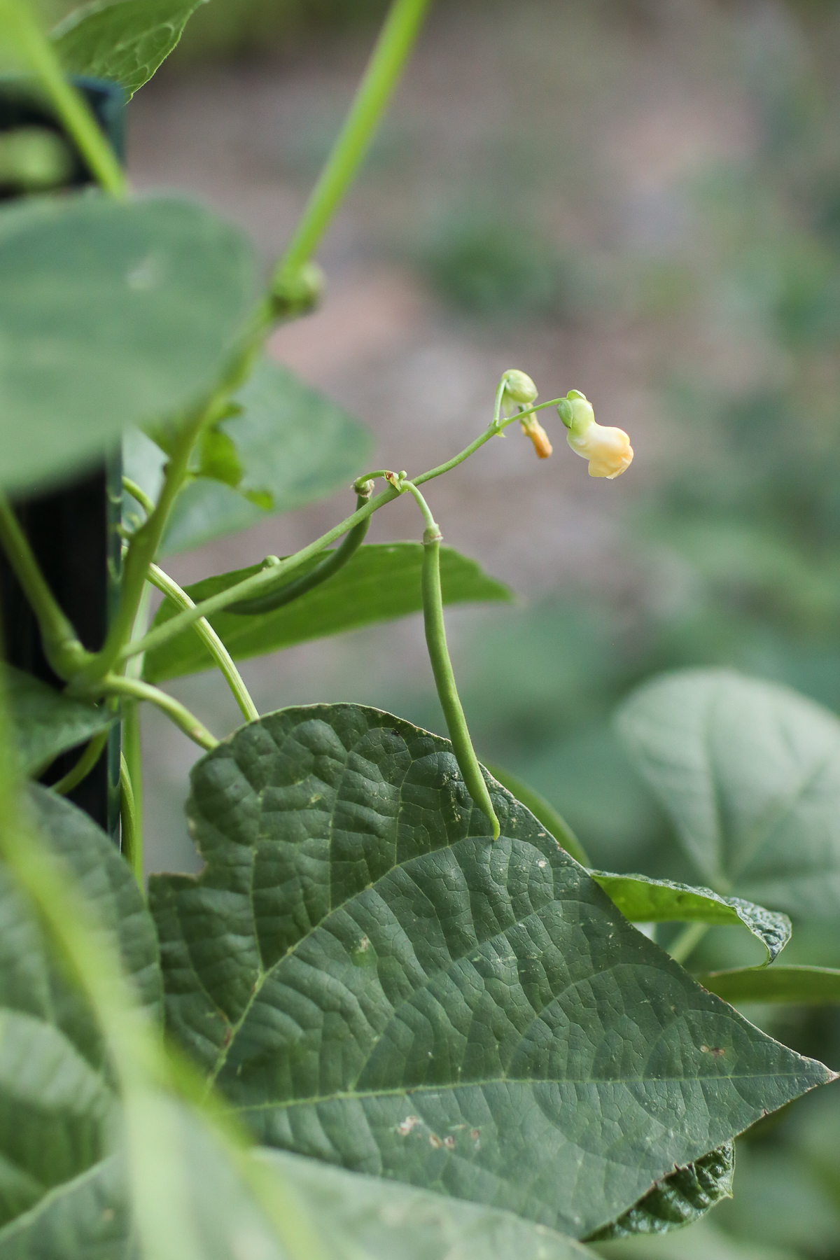 A green bean growing in a garden.