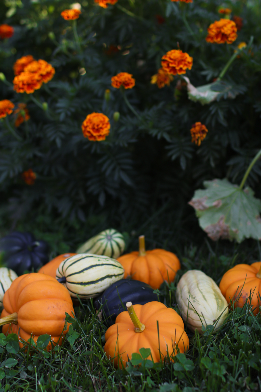 Fall squash sitting in the grass with marigolds behind them.